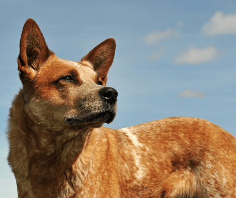 Australian Working Dogs – Bred Aussie Tough
