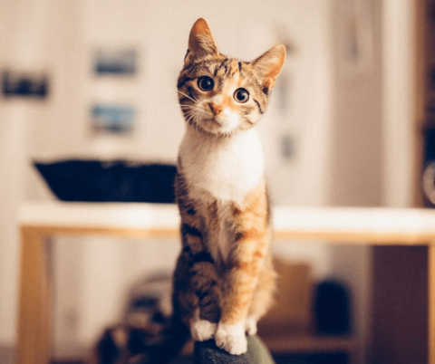 9 Ways to Make Your Cat Happy