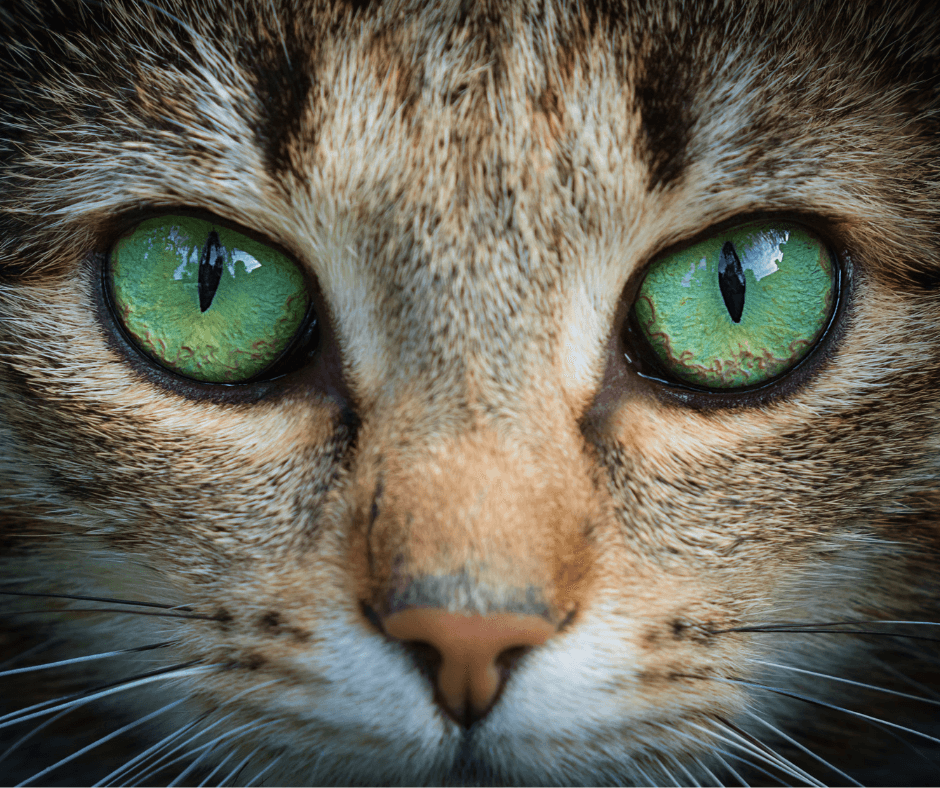 How Cats See and Why They Stare