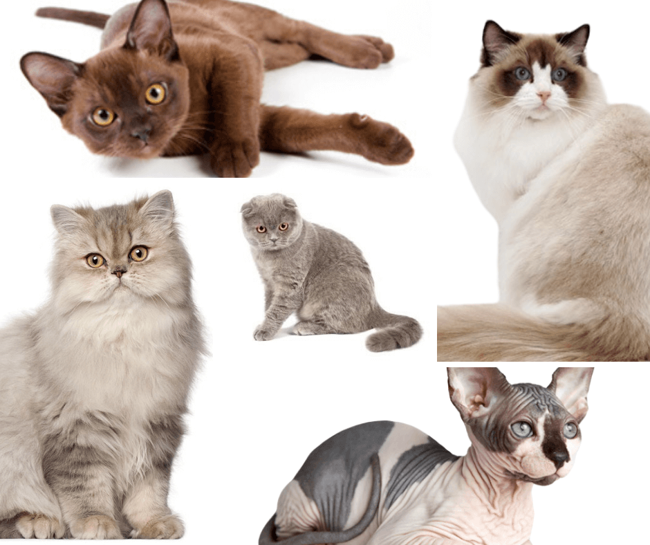 5 Friendliest Cat Breeds
