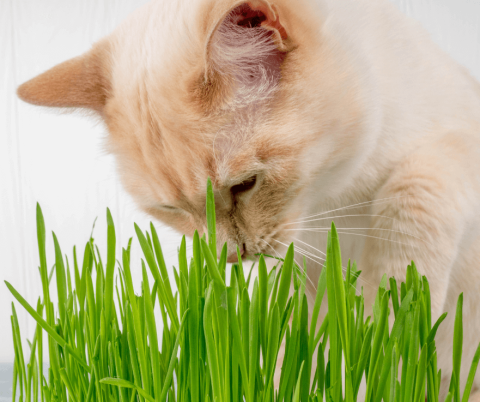 All You Need to Know About Cat Grass and Catmint