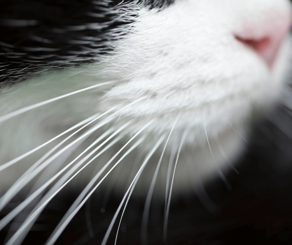 The Cat’s Whiskers