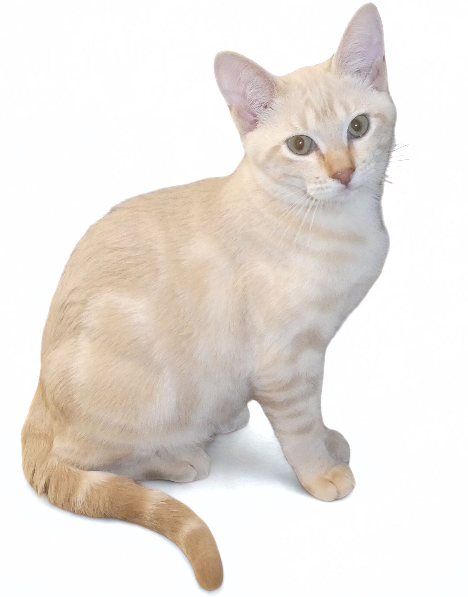 Ultimates Indulge – A peach marbled Australian mist cat