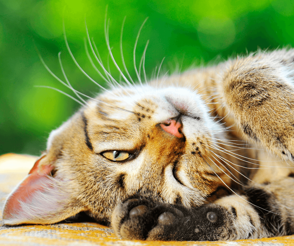 Causes of Hair Loss in Cats