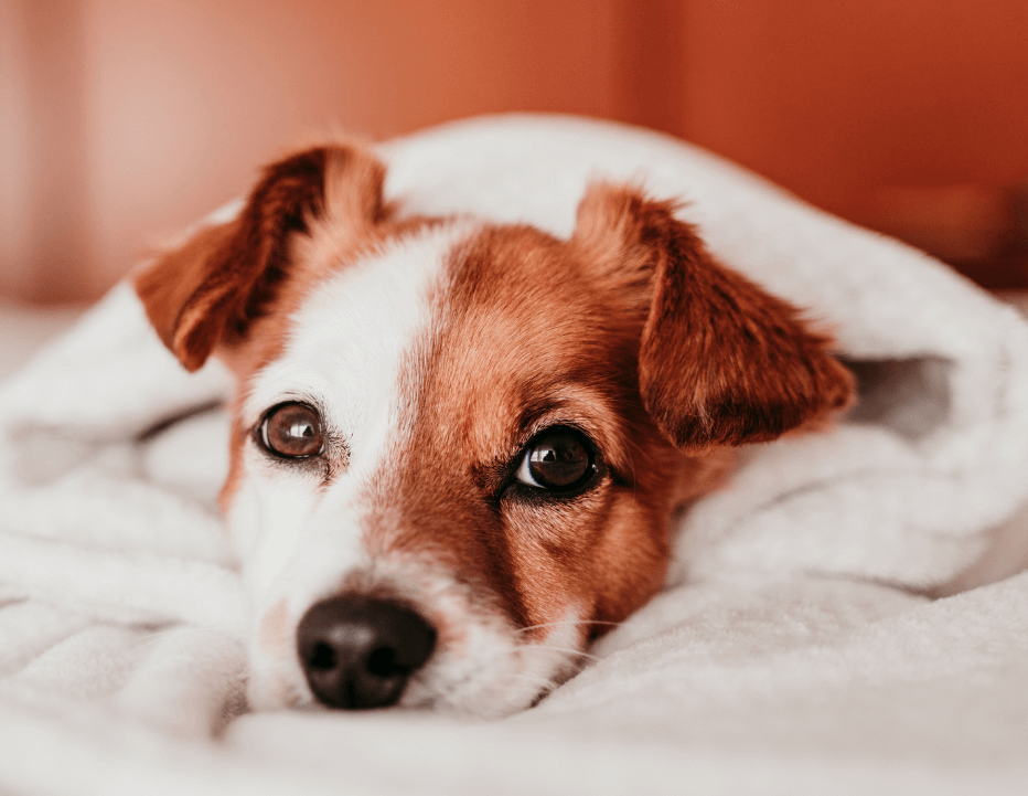 Why Your Dog is Restless at Night