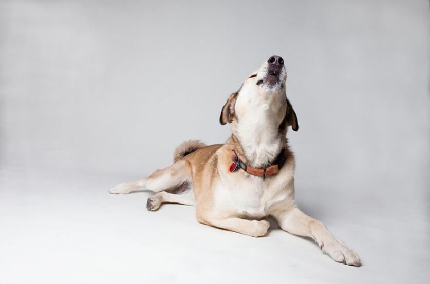 5 Reasons Why Dogs Howl