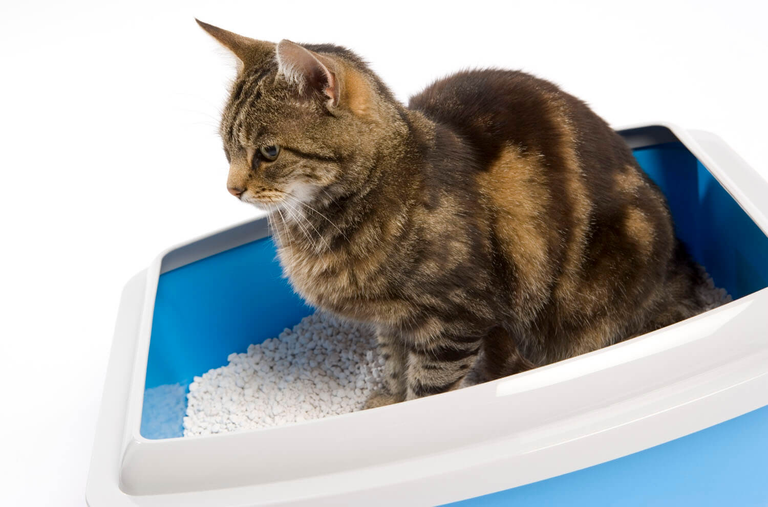 Cat Litter – It came about by accident