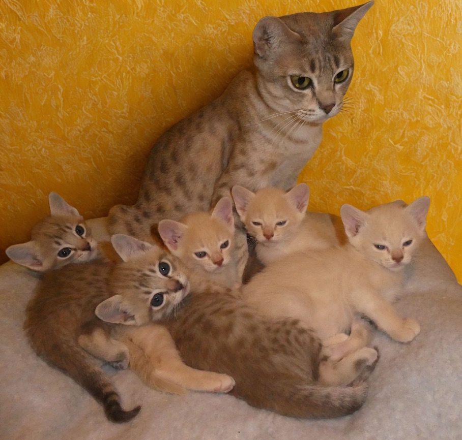 A blue spotted Australian mist with her kittens