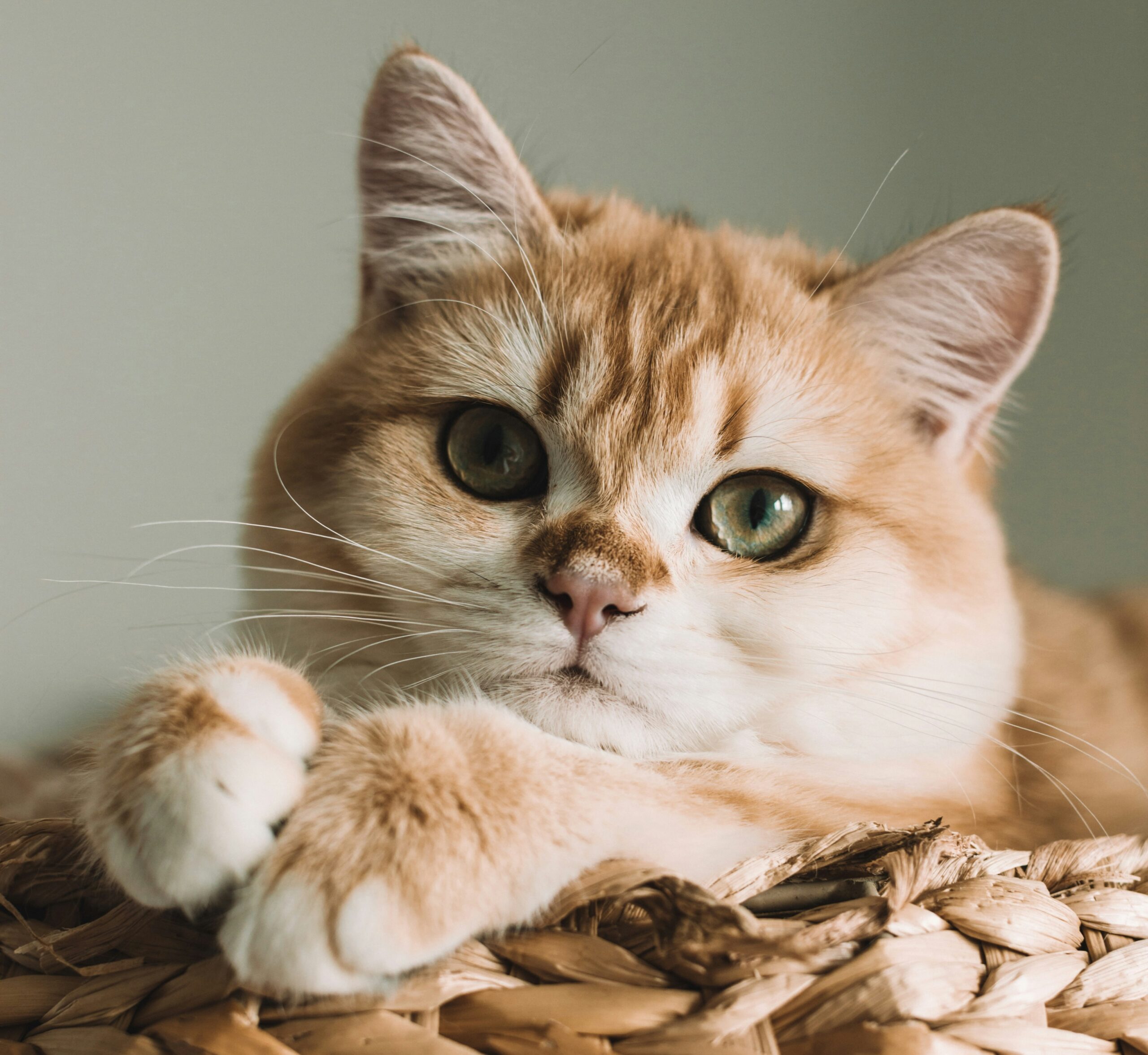 Image of a happy, healthy cat