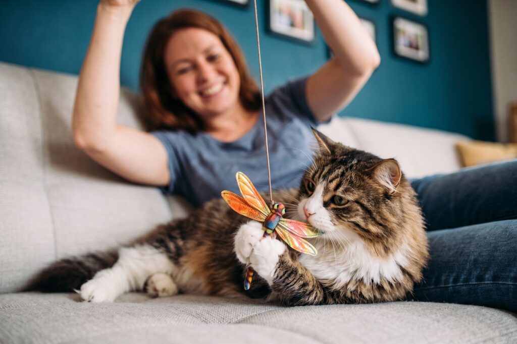 Owner playing with cat