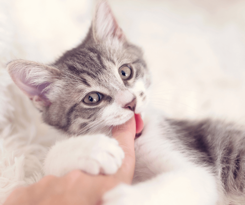Reasons Why Cats Bite