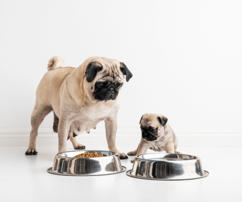 How Much Should You Feed Your Dog?