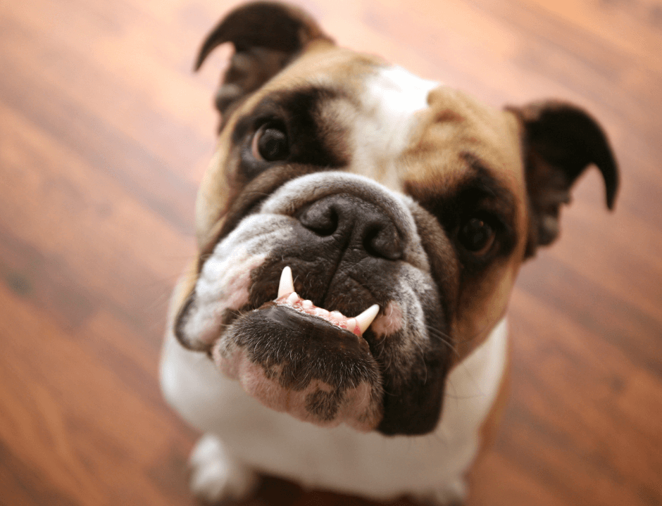 4 Tips for Doggie Dental Care