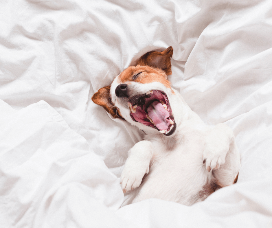 he Real Reasons Why Dogs Yawn