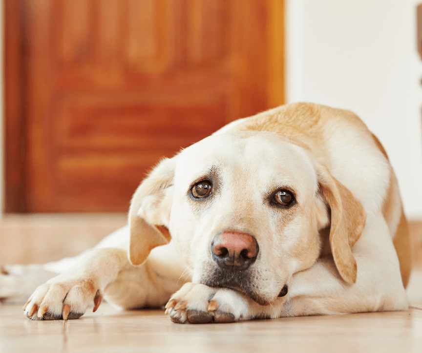 Cushing’s Disease in Dogs