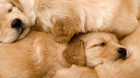 How to Choose the Right Puppy From a Litter