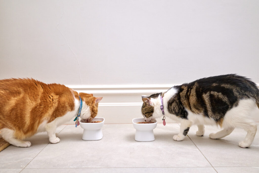 Two cats dining together