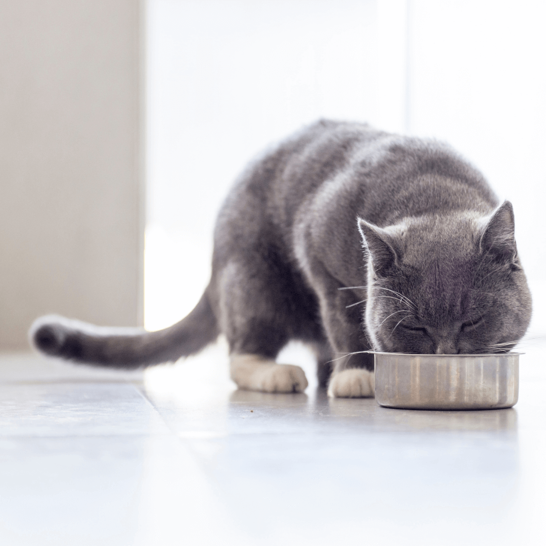 How Much Food Your Cat Needs