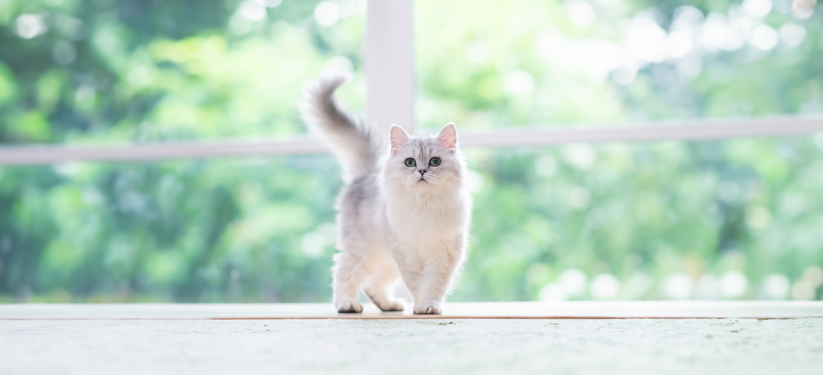 A photo of a ginger cat with an outside garden background