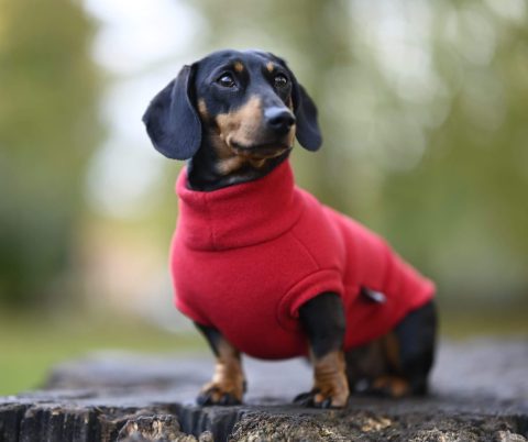 Winter for Dog Guardians