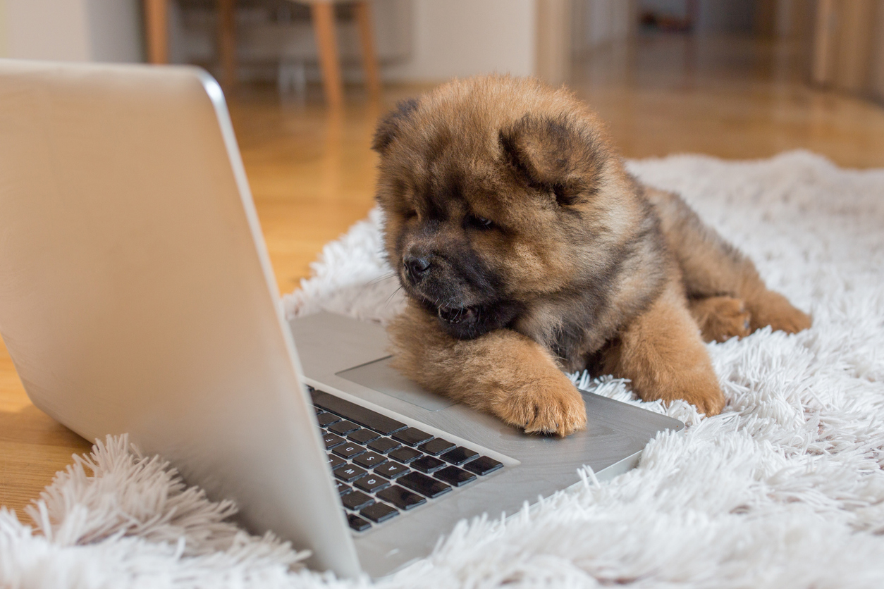 Working from Home with Dogs 