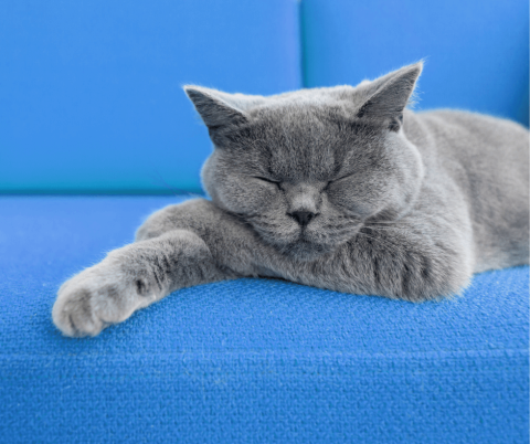 Catnaps — The Sleeping Behaviour of Cats