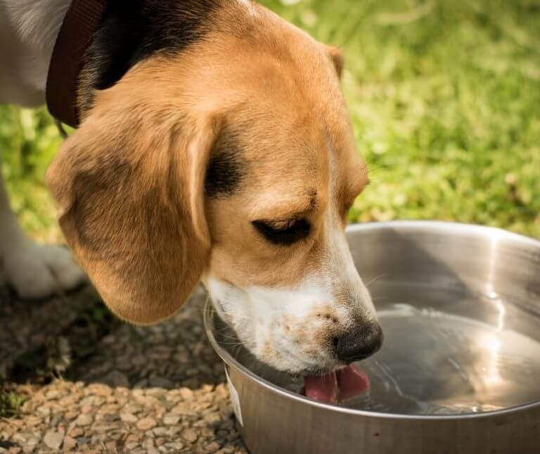 Does Your Dog Drink Enough Water?