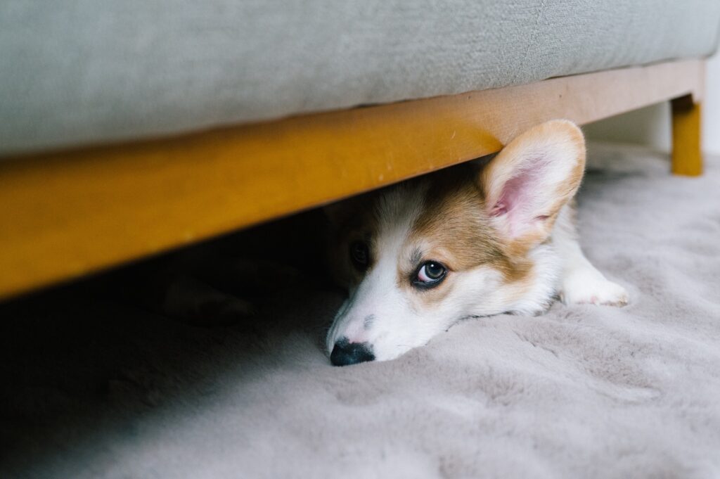How Ageing Can Change Your Dog: Fearful Corgi
 – Ultimates Indulge