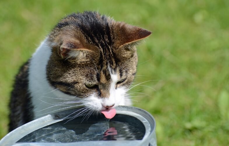 An image of a cat with tongue out while drinking water