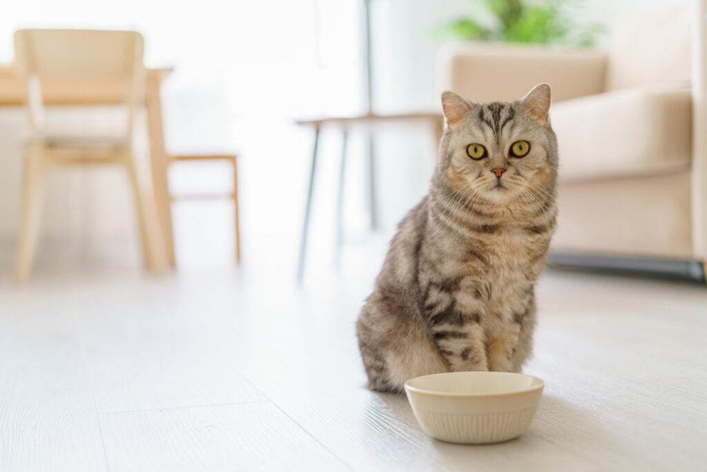 5 Causes of Excessive Hunger in Cats Ultimates