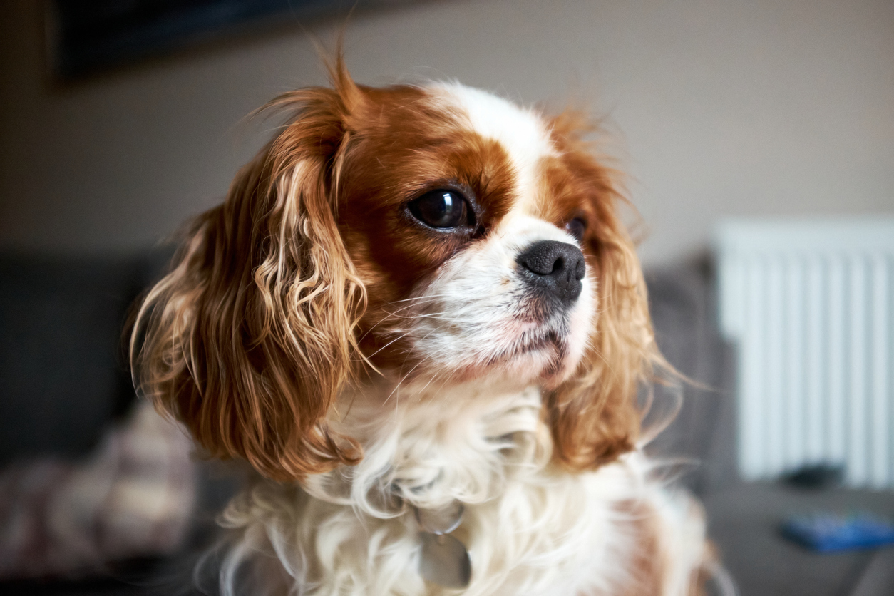 Ultimates Indulge – Cavalier King Charles Spaniel