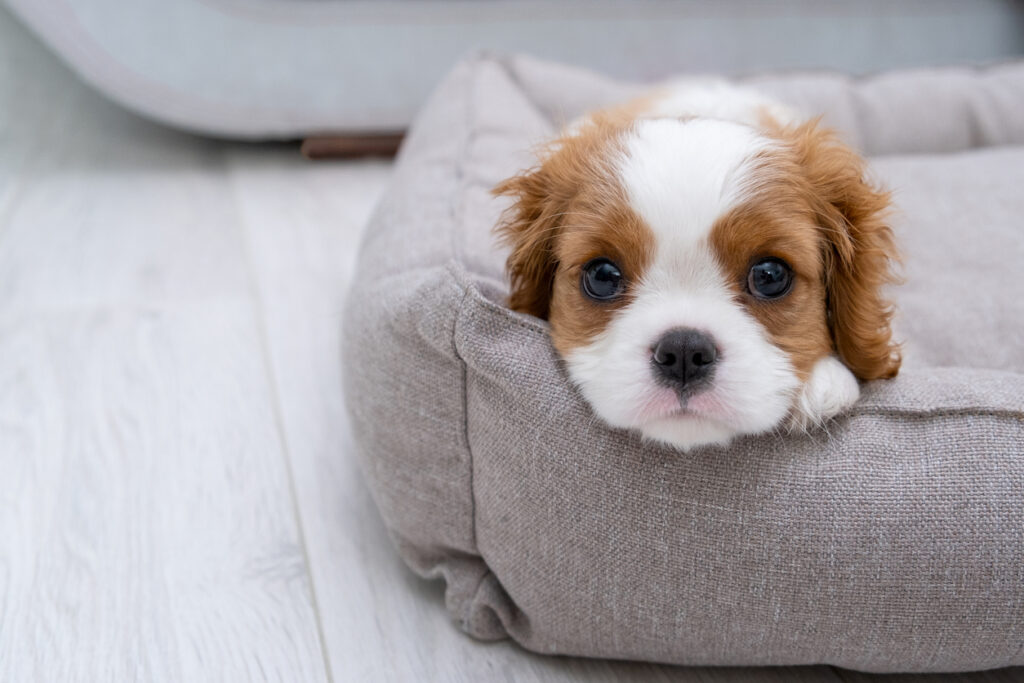 Ultimates Indulge – Cavalier Blenheim King Charles Spaniel puppy