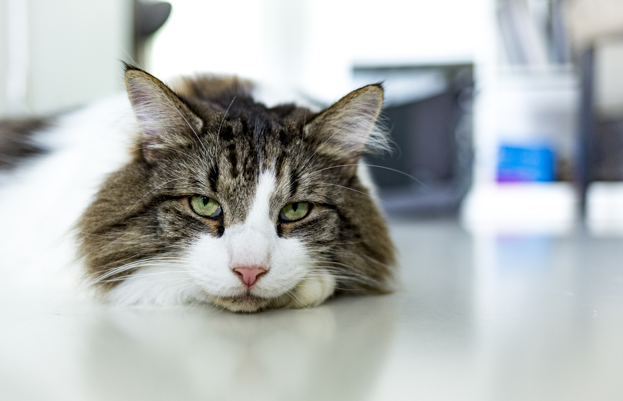 Feline diabetes mellitus can cause excessive hunger