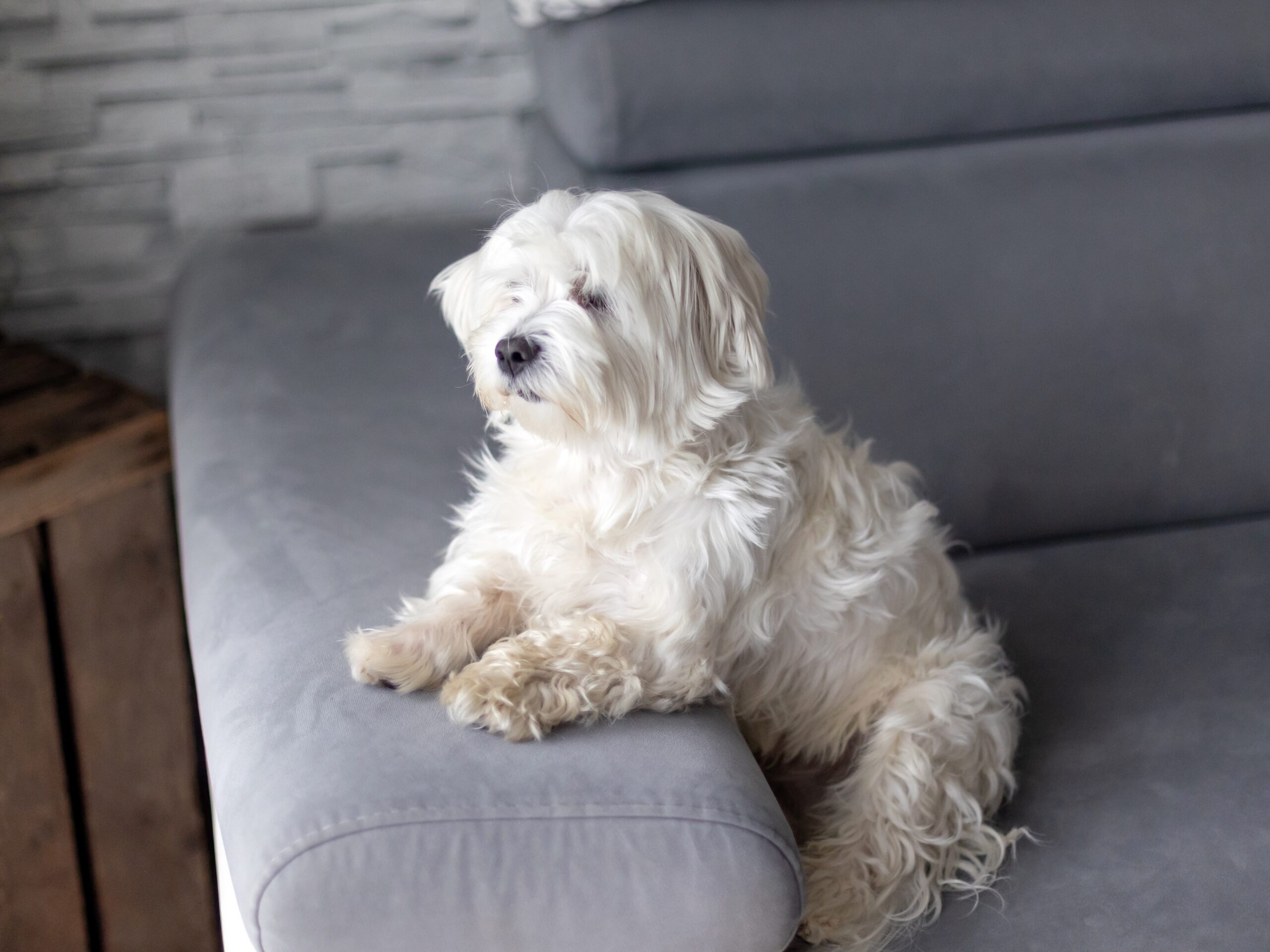 mature-age Maltese – Ultimates Indulge