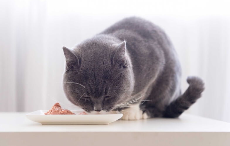 An image of a dark grey cat eating cat food