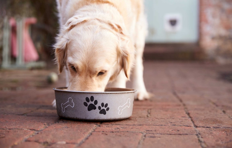 An image of a dog eating food from the bowl