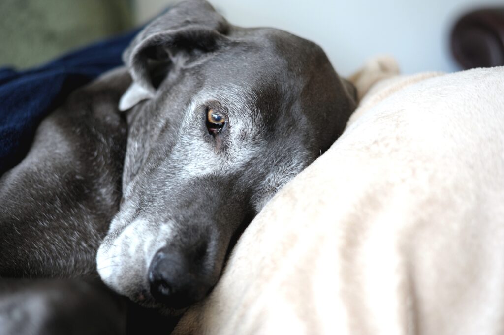 How Ageing Can Change Your Dog: Tired Great Dane
– Ultimates Indulge