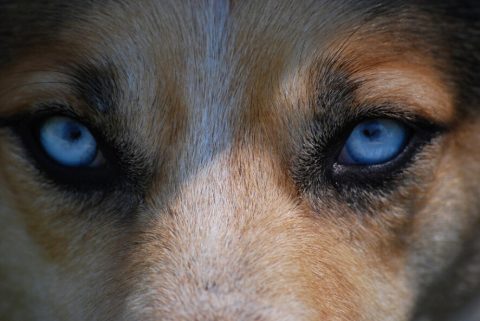 Common Causes of Dog Eye Discharge